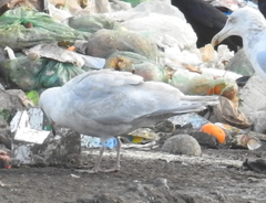Larus glaucoides kumlieni