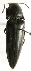 Orthostethus infuscatus