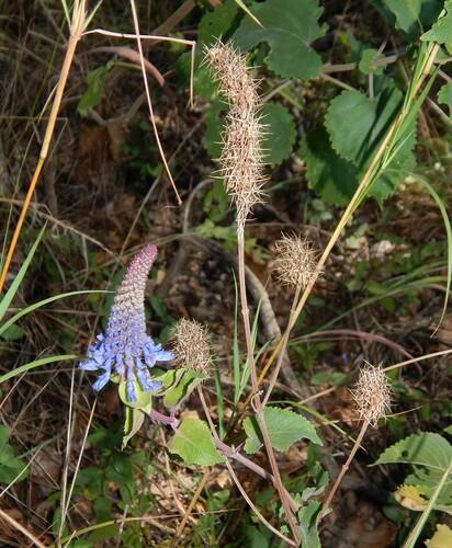 Coleus livingstonei image