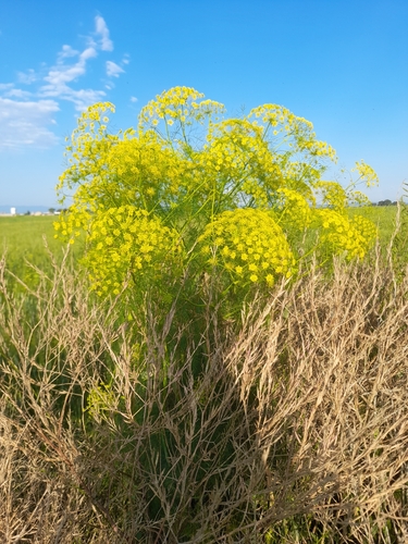 Image of Ridolfia segetum by (c) etrusko25, some rights reserved (CC BY)