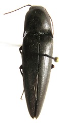 Orthostethus