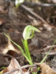 Pterostylis graminea