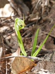 Pterostylis graminea