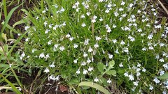 Lobelia anceps