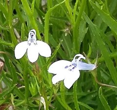 Lobelia anceps