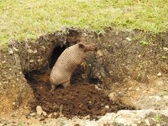 Greater Naked-Tailed Armadillo photo 4