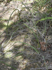 Thelymitra pulchella