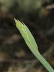 Thelymitra pulchella