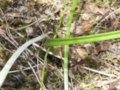 Thelymitra pulchella