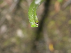 Thelymitra pulchella