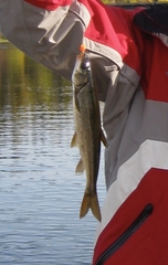 Ptychocheilus oregonensis