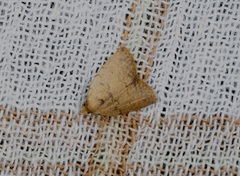 Anachrostis