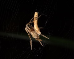 Cyphalonotus