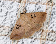 Blasticorhinus rivulosa