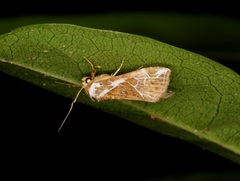 Chorsia albiscripta