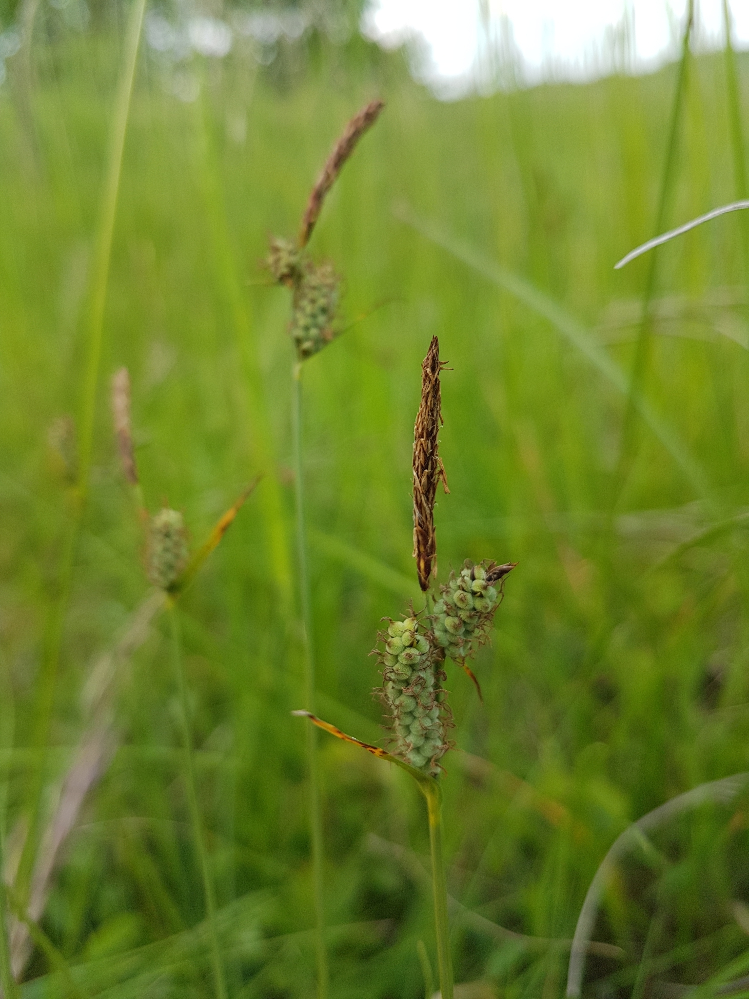 Carex tomentosa