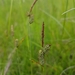 Carex tomentosa - Photo (c) Věra Kafková,  זכויות יוצרים חלקיות (CC BY-NC), הועלה על ידי Věra Kafková