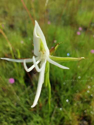Habenaria orchiocalcar