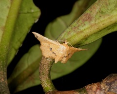 Microbelia intimalis