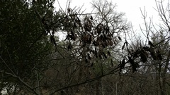 Cercis canadensis texensis