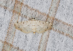 Pycnarmon cribrata