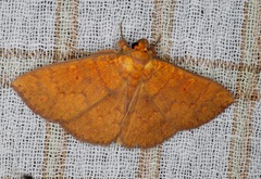 Singara diversalis