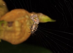 Cyclosa confusa