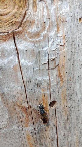 Orussus abietinus