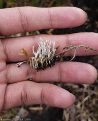 Thamnolia vermicularis vermicularis