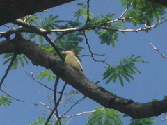 Melanerpes superciliaris