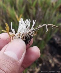 Thamnolia vermicularis vermicularis