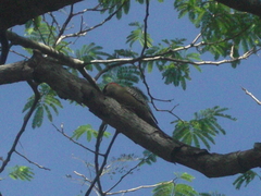 Melanerpes superciliaris