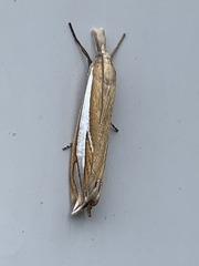 Crambus satrapellus