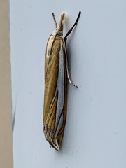 Crambus satrapellus