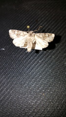 Lacinipolia olivacea