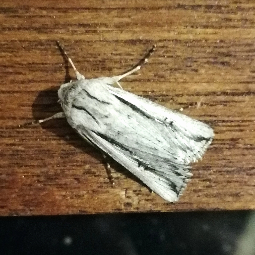 Ectochela