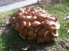 Armillaria