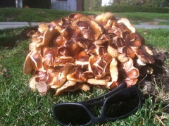 Armillaria