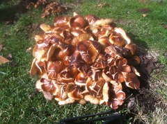 Armillaria