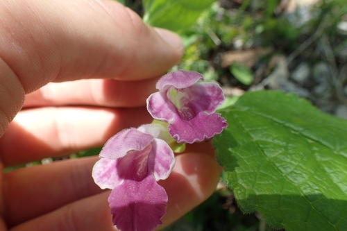 Medenika (Melittis melissophyllum)