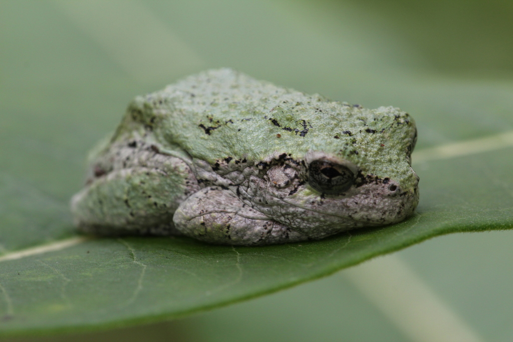 how many can the gray tree frog lay eggs