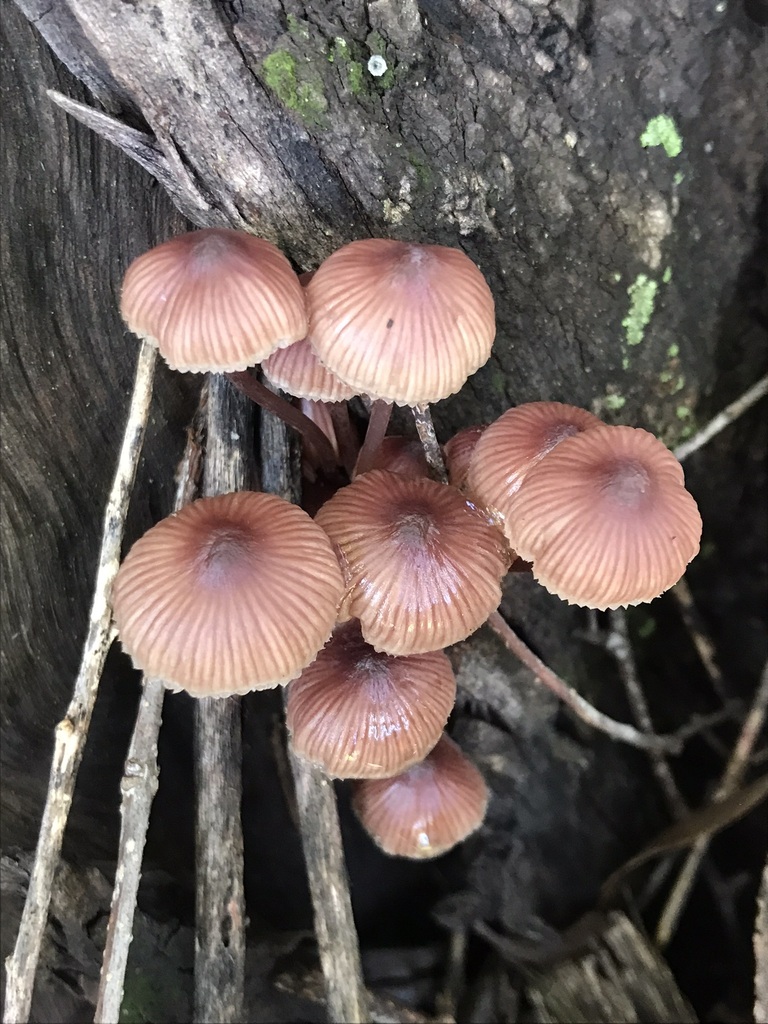 Mycena haematopus · May 2023 · photo: © tutitah (iNaturalist, cc0)