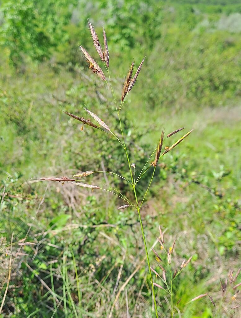 Bromus pannonicus