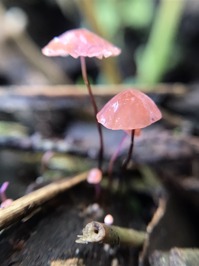 Marasmius haematocephalus · May 2023 · photo: © tutitah (iNaturalist, cc0)