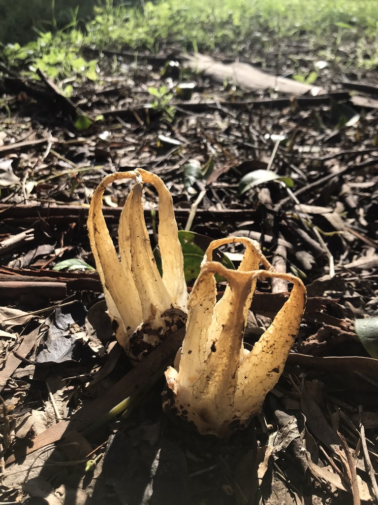 Blumenavia rhacodes · May 2023 · photo: © tutitah (iNaturalist, cc0)