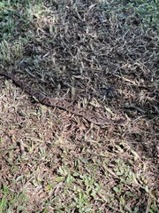 Xenodon rabdocephalus image