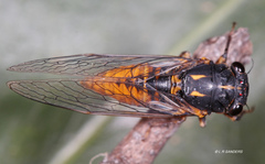 Plerapsalta incipiens