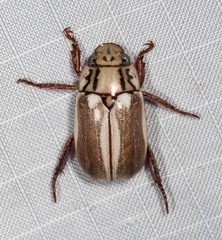 Anoplognathus abnormis