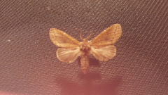 Cecrita biundata