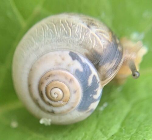 Carthusian Nun Snail, Amsterdam Nieuw-West, Amsterdam, Nederland, photo 9 of 10